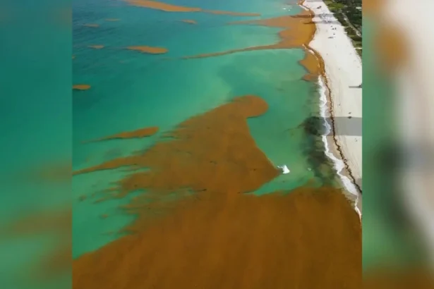 USA NEWS TODAY: Aerial view of Miami Beach coastline covered in thick Sargassum seaweed, with beachgoers navigating through the washed-up seaweed in April 2025.